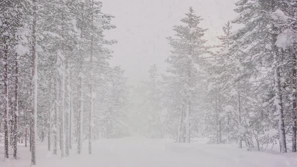 Snowfall in the Northern Forest alt