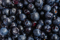 Blueberries horizontal background - PhotoDune Item for Sale