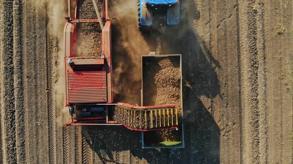 Potato Harvesting