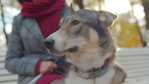 Close Up of Blind Woman Stroking Guide Dog Sitting on Bench Outdoors