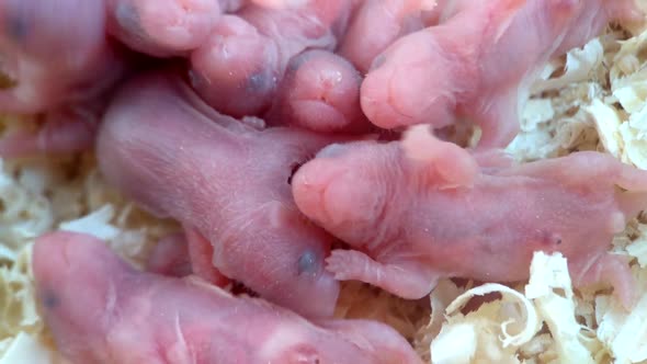 Newborn Bald Hamsters in Sawdust