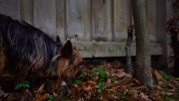 Curious Young Yorkshire Terrier dog is sniffing the grass in the backyard garden in slow motion
