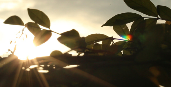 Sunshine And Leaves Silhouette alt