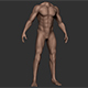 Man Body Anatomy Base Model Vol1 - 3DOcean Item for Sale