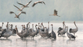 Cranes (Grus grus) in the morning at the roosting site - PhotoDune Item for Sale