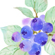 Blueberry Watercolor Illustrations Clipart - GraphicRiver Item for Sale