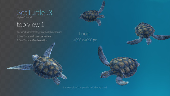 Sea Turtle 3