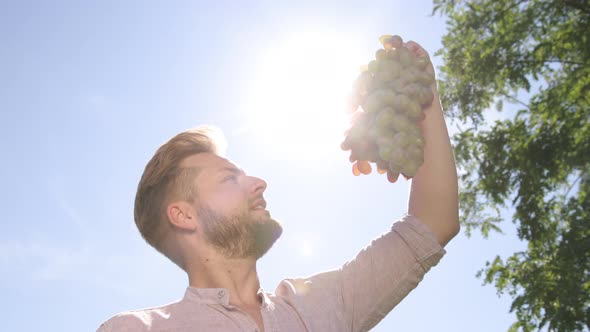Man's Hands Twirling a Violet Red Green Bunch of Grapes Behind Sunny Glare