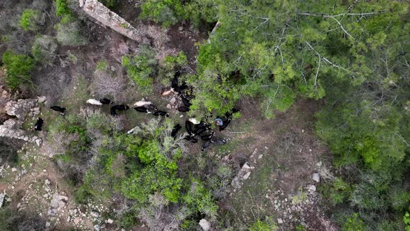 Herd of sheep in the mountains aerial view 4 K