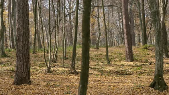 Athlete Jogging In The Forest.