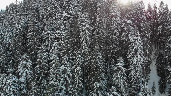 Christmas Trees in the Snow
