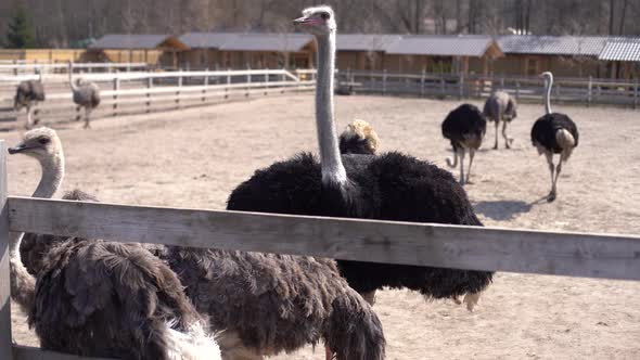 Ostriches Behind a Wooden Fence