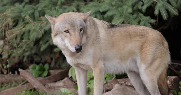 Wolf Canis Lupus Also Known As the Gray Wolf is the Largest Extant Member of the Family Canidae