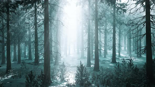 Magic and Foggy Morning Spruce Forest