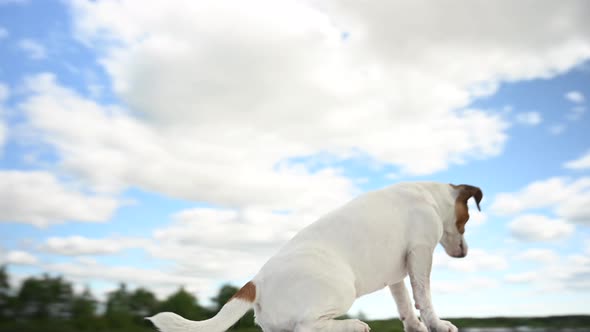 Jack Russell Terrier Dog Performs Tricks