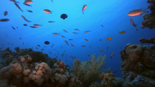 Underwater Fish and Soft Coral