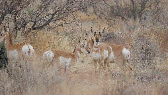 Herd of Pronghorn Antelope in Central Arizona