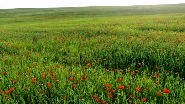 Aerial view of field of red poppy flowers