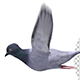 Flying Pigeons (4-Pack) - VideoHive Item for Sale