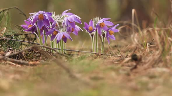 Purple Buds Pasque-flower in Spring Forest Close-up