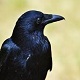 Crow