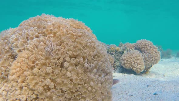 Beautiful Soft Coral and Geometric Moray