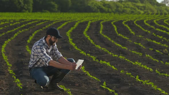 Farmer Uses Tablet in the Field of Young Sunflower