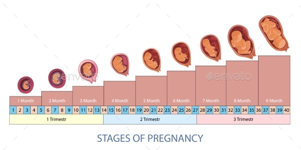 Stages of Pregnancy and Baby Fetus Development