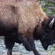 Buffalo Walking Along Riverside in Yellowstone - VideoHive Item for Sale