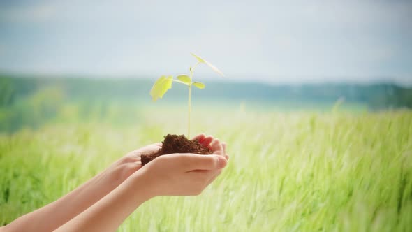 Green Plant Sprout in Hands Closeup Seedling with Soil on Field Background