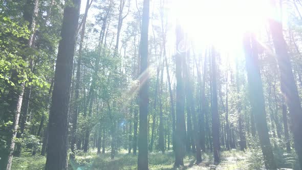 Beautiful Green Forest on a Summer Day Slow Motion