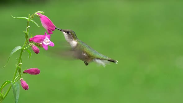 Ruby-throated Hummingbird 