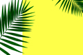 Exotic green tropical palm leaves isolated on white yellow background. Flyer for ad, design - PhotoDune Item for Sale