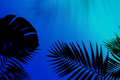 Exotic tropical palm leaves isolated on purple blue gradient background. Flyer for ad, design - PhotoDune Item for Sale
