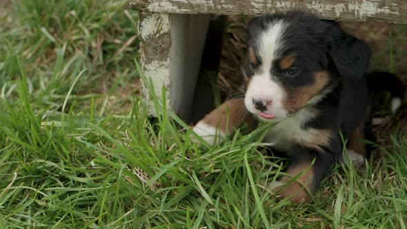 Slow motion shot of a cute burnese mountain dog eating some grass while laying under a front porch s