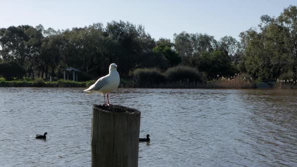 Seagull standing on a wooden post beside a flowing river on a sunny day