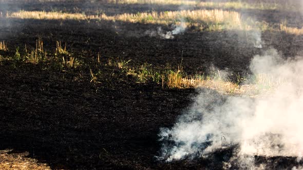 Smoldering Grass Ashes After Fire