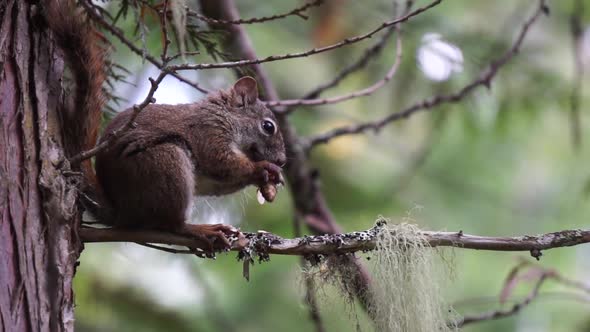 Squirrel gnaw off a cone while sitting on a tree branch