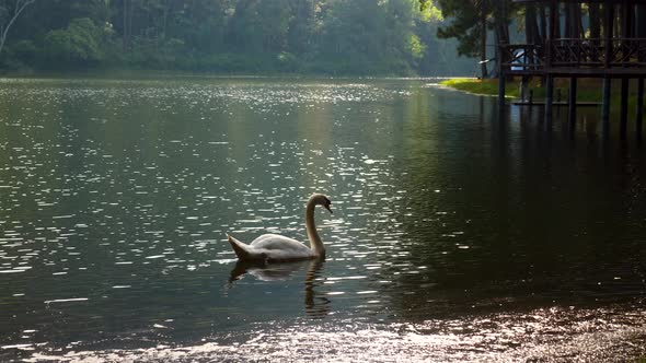 Amazing Beautiful Big White Swan Swimming on Lake with Green Forest