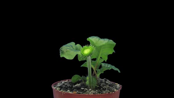 Time-lapse of opening coral gerbera flower