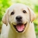 Happy Puppy Whistling Funny Background