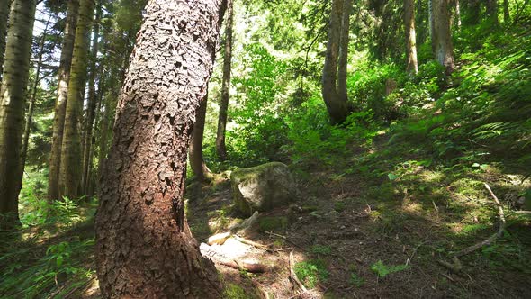 Wood Trunk in the Forest