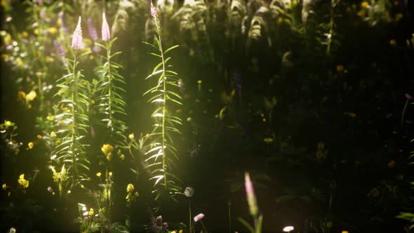 Wild Flowers in the Field alt