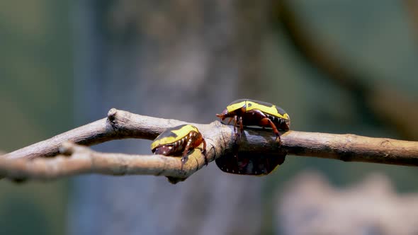 Macro of beauty African Scarab Beetles resting on wooden branch during sunny day in wilderness