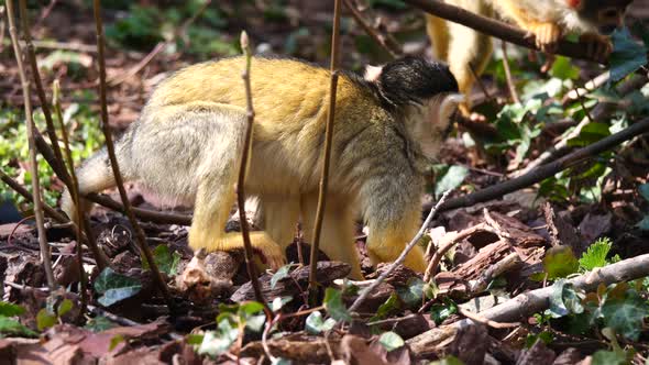 Cute Yellow Squirrel Monkeys foraging and digging forest for food during sunlight - close up shot