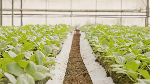 Rows of plants growing inside a large greenhouse