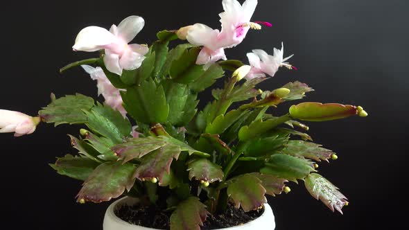 Schlumbergera truncata