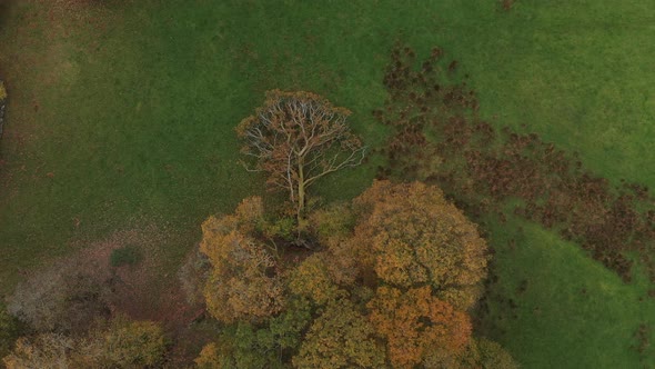 A dead tree laying on the ground shot from above making it look like it is growing out of the other