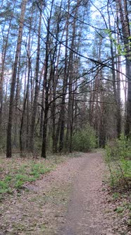 Vertical Video of the Small Road in the Forest During the Day