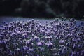 Purple Levander Field - PhotoDune Item for Sale